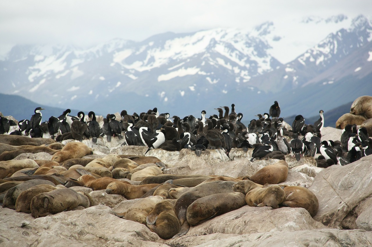 Leões marinhos e pinguins na patagônia argentina