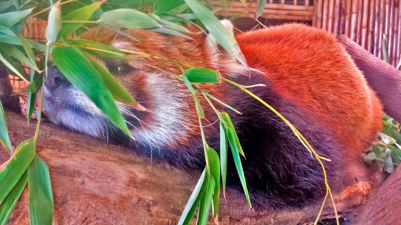 Urso panda vermelho no zoológico em Santiago