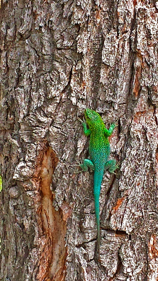 Animais da natureza de Chillán