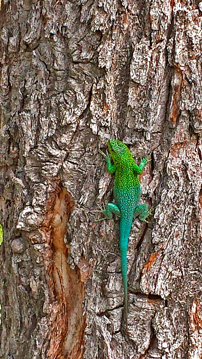 Olha a beleza dos animais da natureza da região