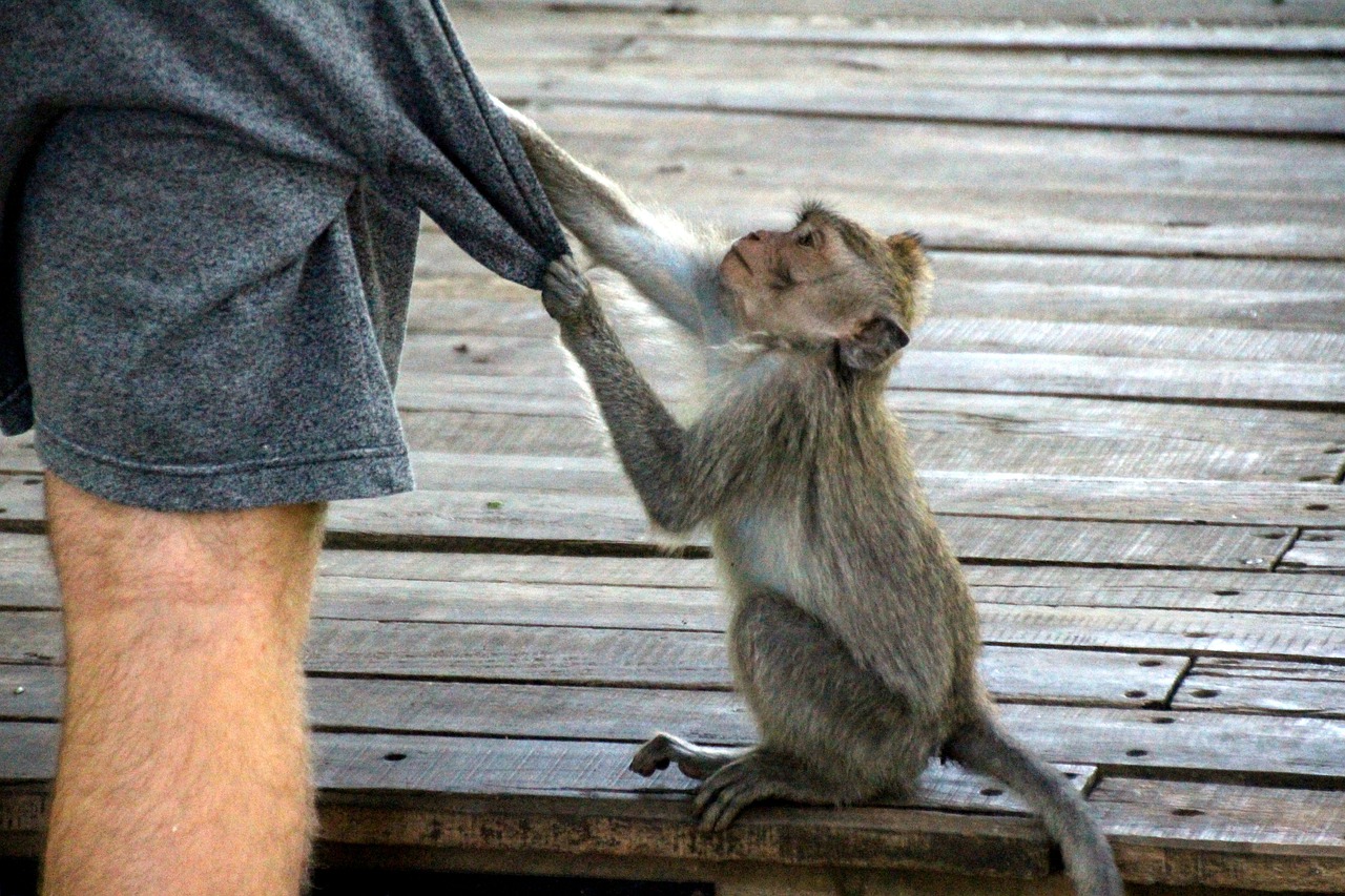 Não alimente os macacos que você encontrar durante a sua viagem para a Indonésia