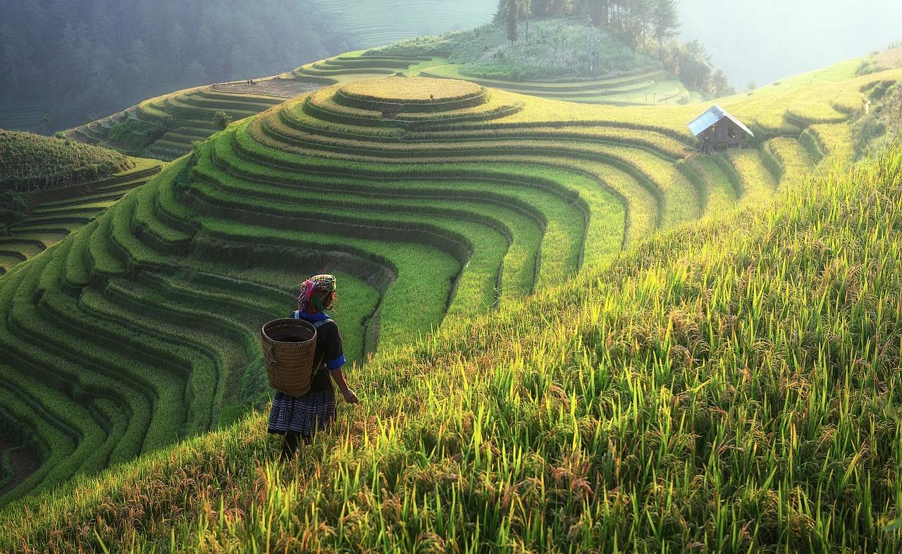 A agricultura na China é muito diferente da que conhecemos no Brasil