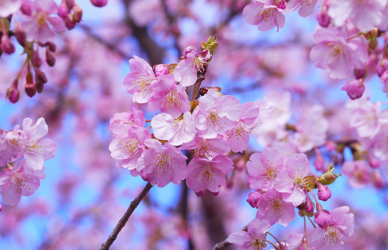 As flores de cerejeira são muito comuns na cultura japonesa