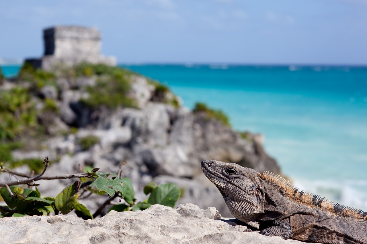 A iguana é um dos animais da fauna do México