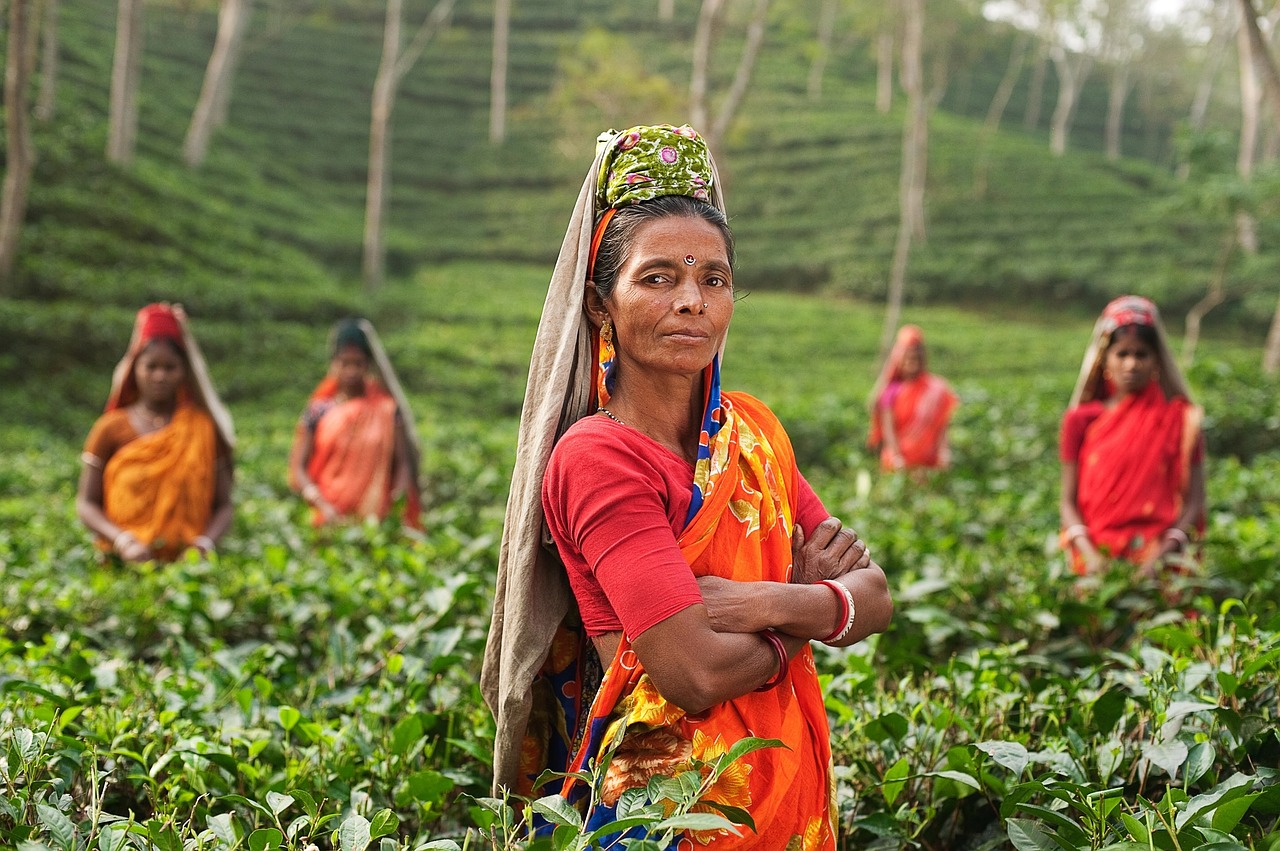 Foto da plantação de chás na Índia