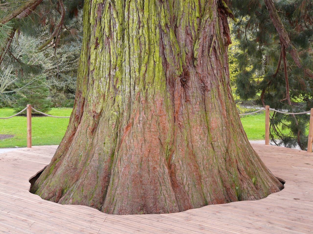 Base de uma das sequoias do Redwood National Park