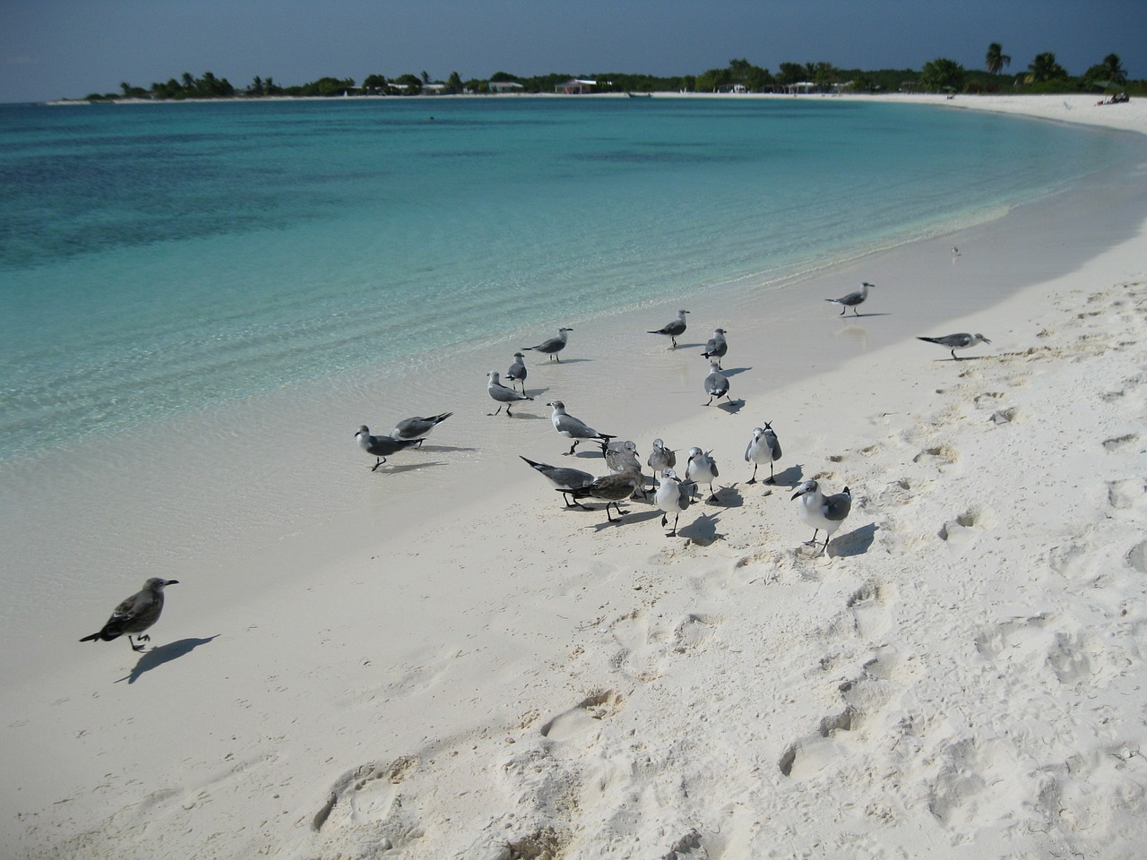 As gaivotas fazem parte da vida marinha de Los Roques