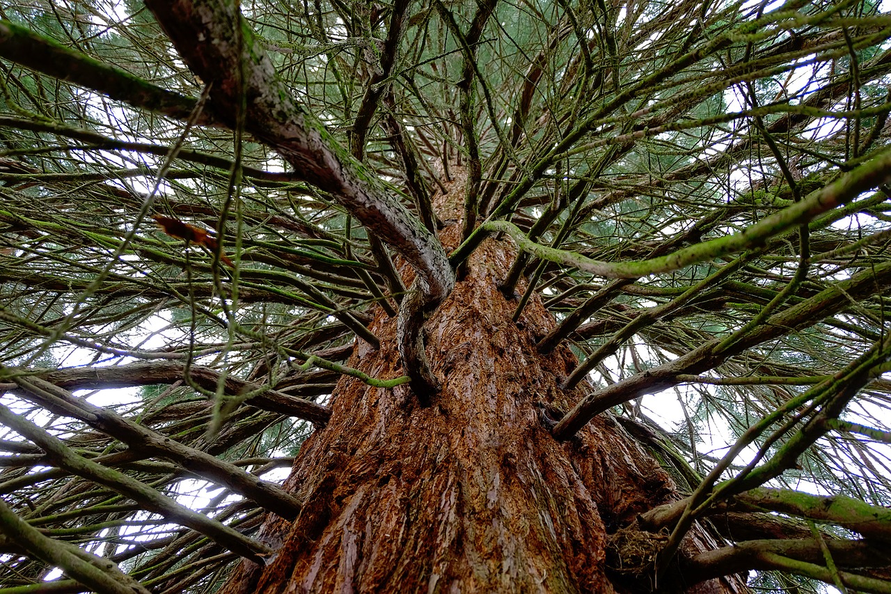 Ramos de uma das sequoias gigantes