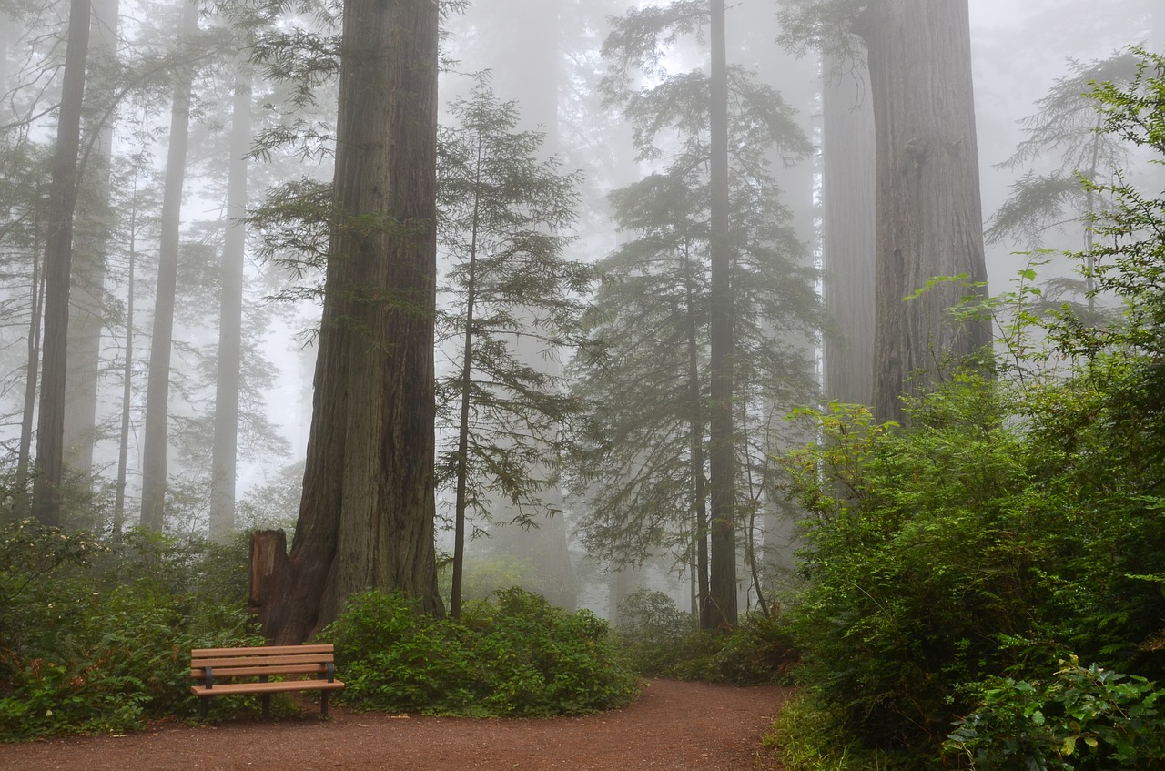 A beleza ermita do Redwood National Park