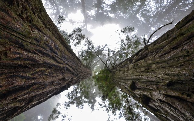 As sequoias gigantes são a principal atração do Redwood National Park