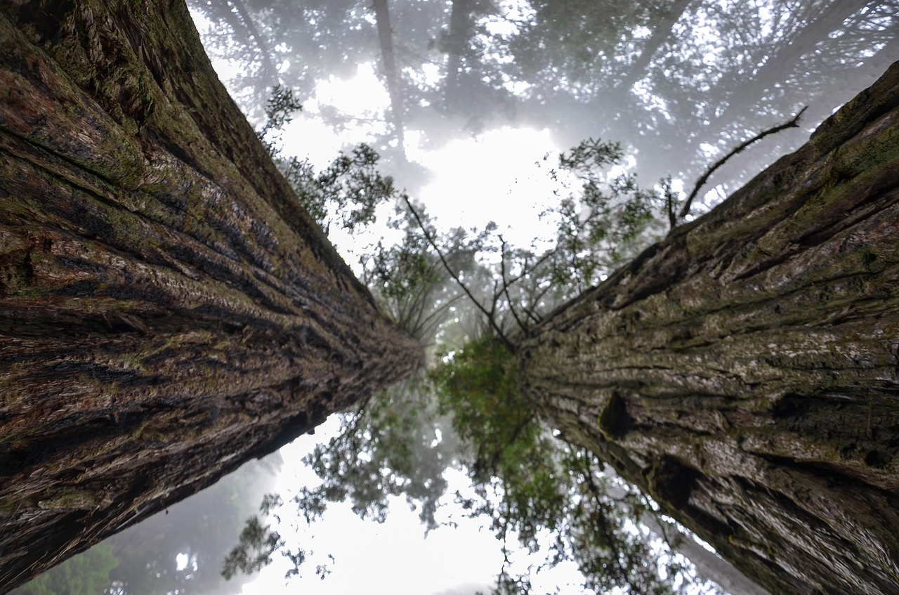 As sequoias gigantes são a principal atração do Redwood National Park