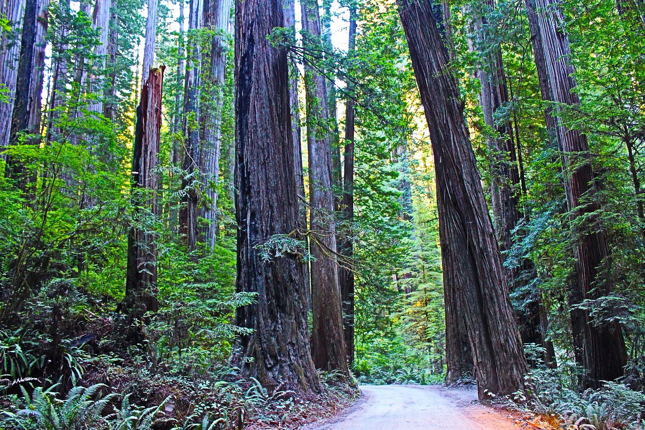 Existem mais de 320 quilômetros de trilhas no Redwood National Park