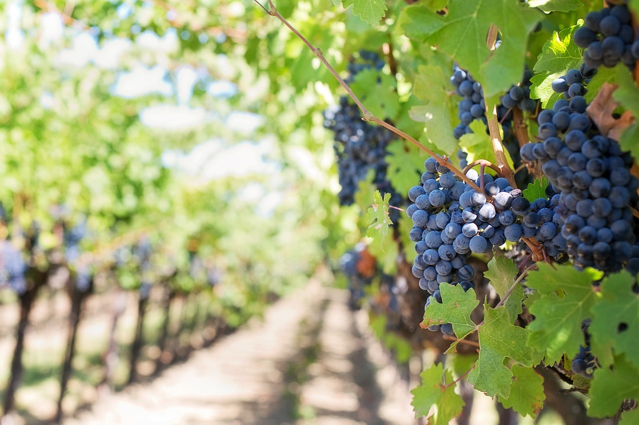 Você vai encontrar muitas uvas nos parreirais do Napa Valley