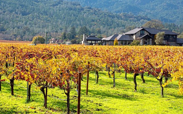 Essa é a vista de uma das vinícolas do Napa Valley na Califórnia