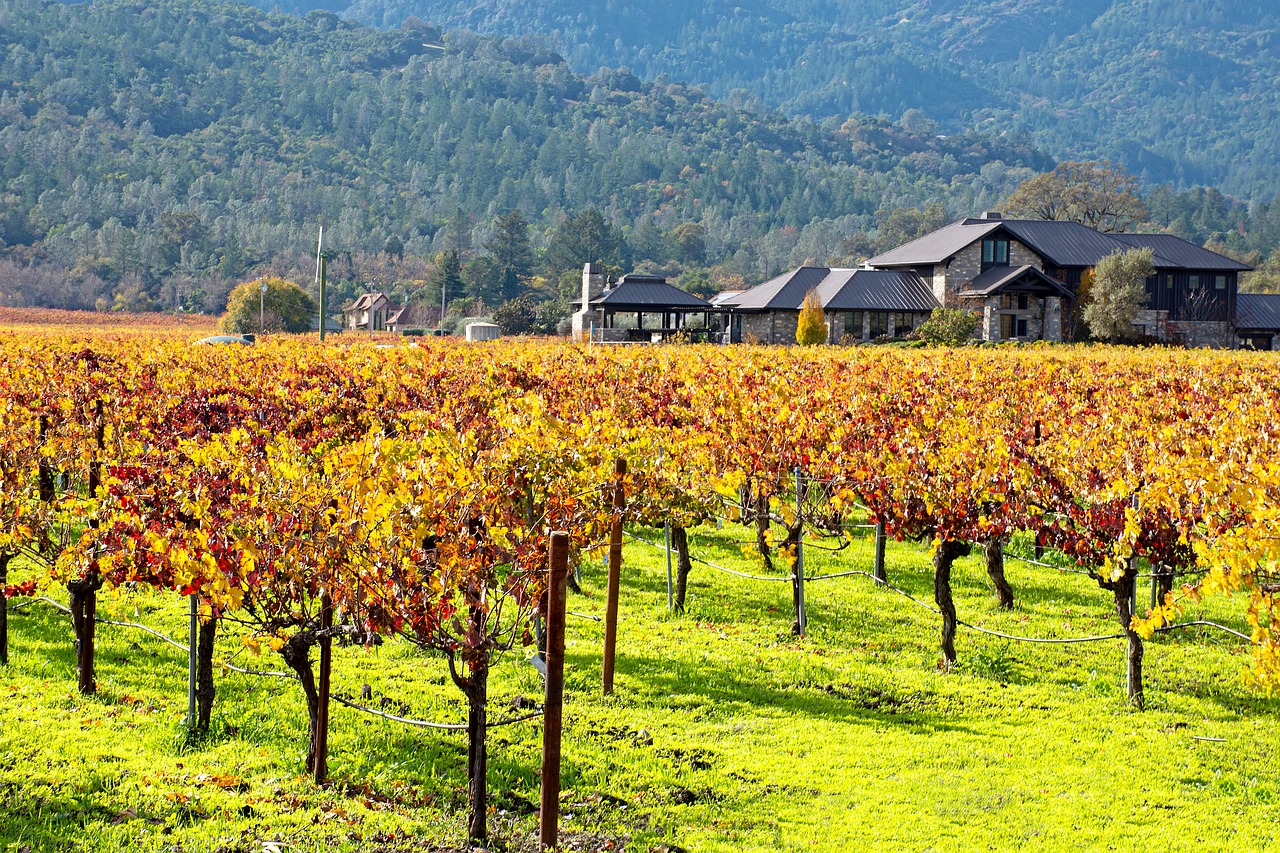 Essa é a vista de uma das vinícolas do Napa Valley na Califórnia