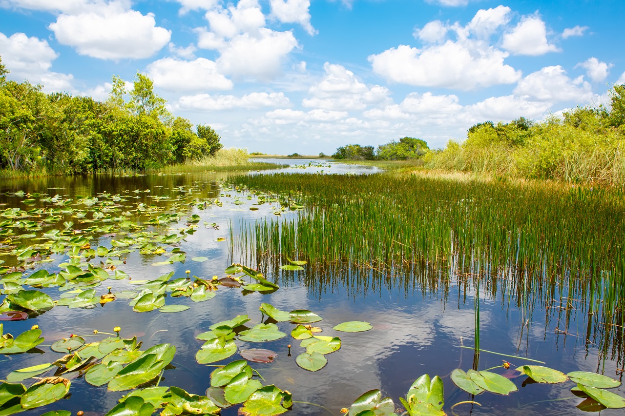 Também tem contato com a natureza no Everglades National Park