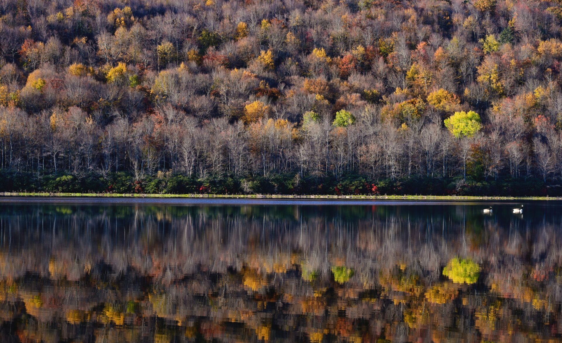 Para quem busca natureza e fugir da cidade vale a pena conhecer o parque natural de Poconos