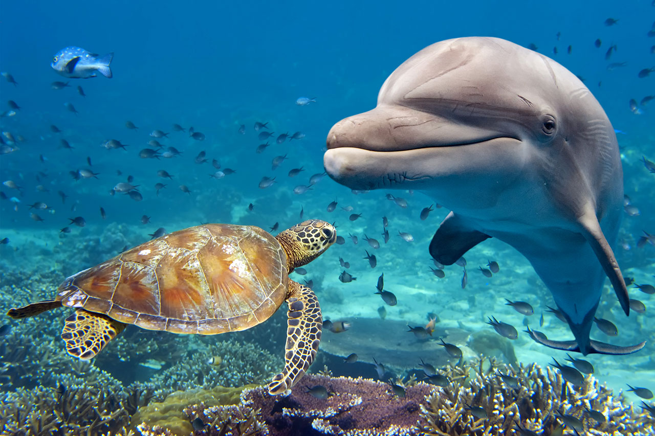 Golfinho e tartaruga em Fernando de Noronha