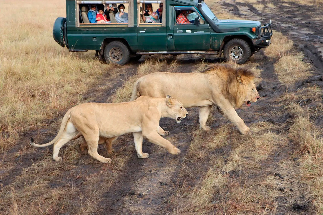 Guia completo para fazer um safári no Masai Mara National Park