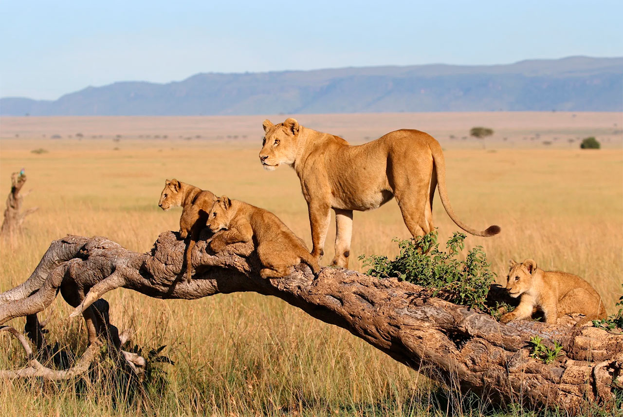 Vale a pena fazer um safári no Masai Mara National Park?