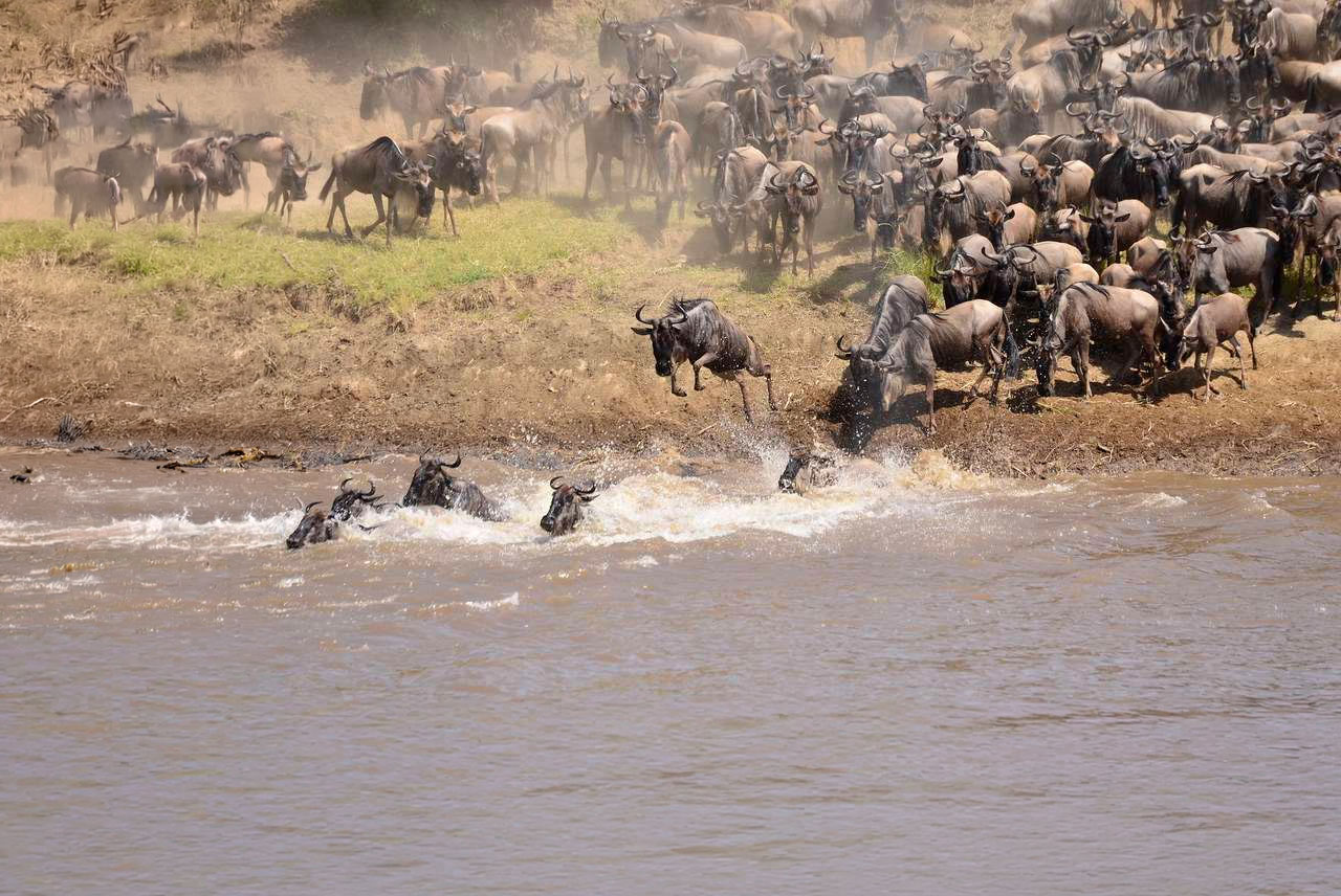 A migração de gnus no Masai Mara é uma das principais atrações do safári